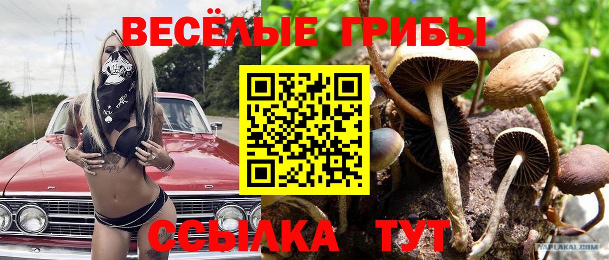 Галлюциногенные грибы Psilocybine cubensis Воркута